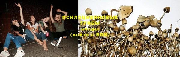 apvp Аркадак